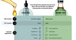 CBD Hemp Oil vs. Marijuana CBD Oil for Epilepsy
