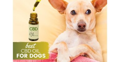 cbd oil for dogs petsmart