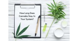 How-Long-Does-Cannabis-Stay-In-Your-System