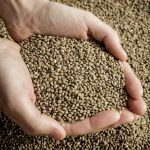 what are hemp seeds
