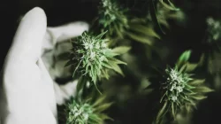 hemp vs cannabis