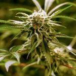 federal marijuanas legalized