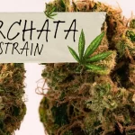 Horchata Strain